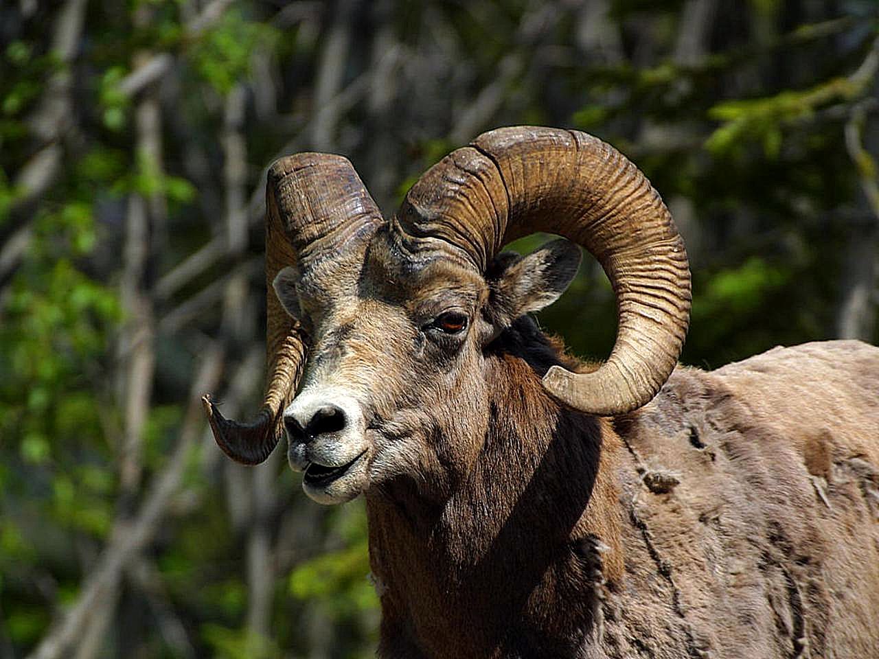 A bighorn sheep standing on steep rocky canyon terrain.